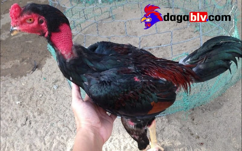 Cách chăm sóc vần gà chọi