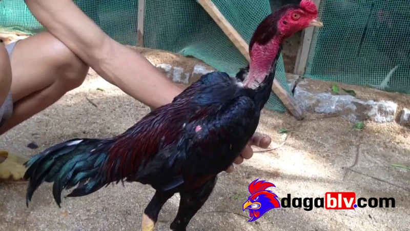 Thức ăn cho gà vào mùa đông