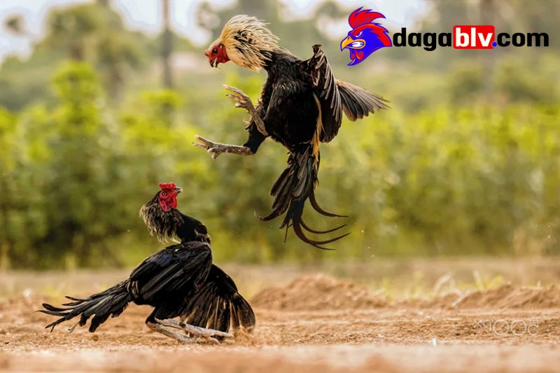 Chế độ chăm sóc dưỡng sức cho gà đá