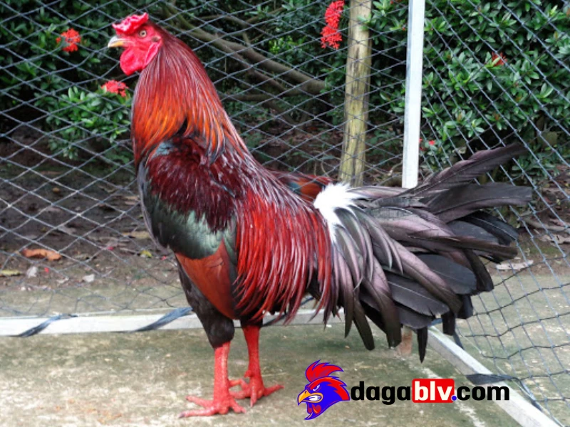 Bổ sung thêm chất đạm dưỡng sức cho gà dẻo dai
