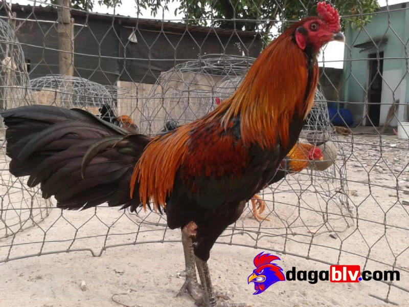Chế độ dinh dưỡng dưỡng sức cho gà
