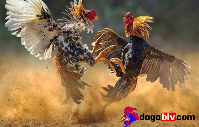 Chế độ luyện tập
