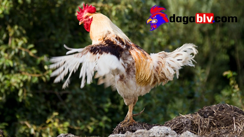 Ép ký gà đá hiệu quả mà vẫn giữ được khả năng chiến đấu tốt 2 Ép ký gà đá hiệu quả mà vẫn giữ được khả năng chiến đấu tốt Những biện pháp ép ký cho gà chọi hiệu quả