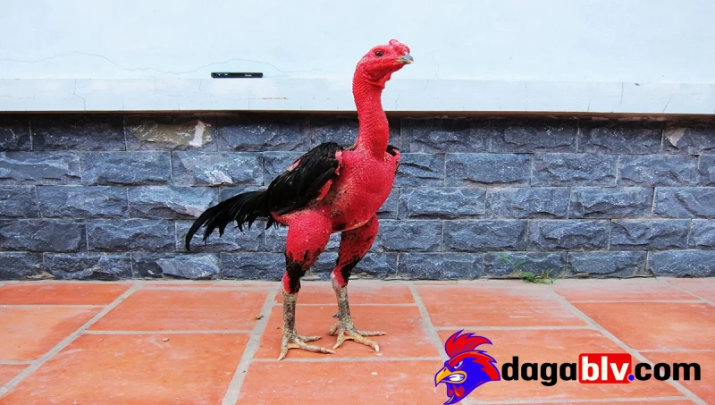 Lý do phải ép ký gà đá