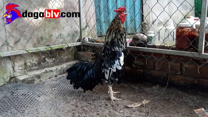 Ép ký gà đá hiệu quả mà vẫn giữ được khả năng chiến đấu tốt 3 Ép ký gà đá hiệu quả mà vẫn giữ được khả năng chiến đấu tốt Dùng nghệ là một cách để ép ký cho gà chọi