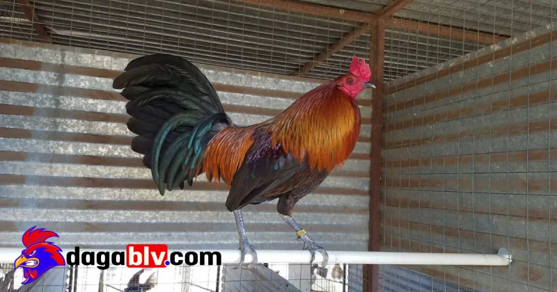 Ép ký gà đá hiệu quả mà vẫn giữ được khả năng chiến đấu tốt 4 Ép ký gà đá hiệu quả mà vẫn giữ được khả năng chiến đấu tốt Những điều cần lưu ý khi áp dụng chế độ ép ký gà chọi