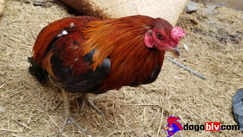 Cách trị gà đá chấn thương đầu