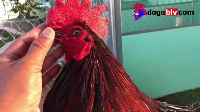Gà chấn thương đầu là gì?
