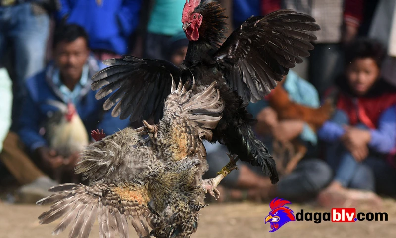 Cách phòng tránh gà đá chấn thương lưng
