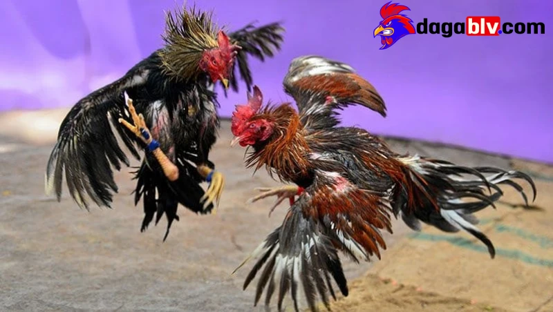 Nguyên nhân của gà đá chấn thương lưng
