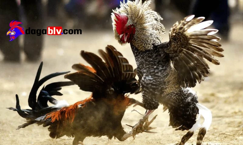 Các mức độ chấn thương lưng ở gà

