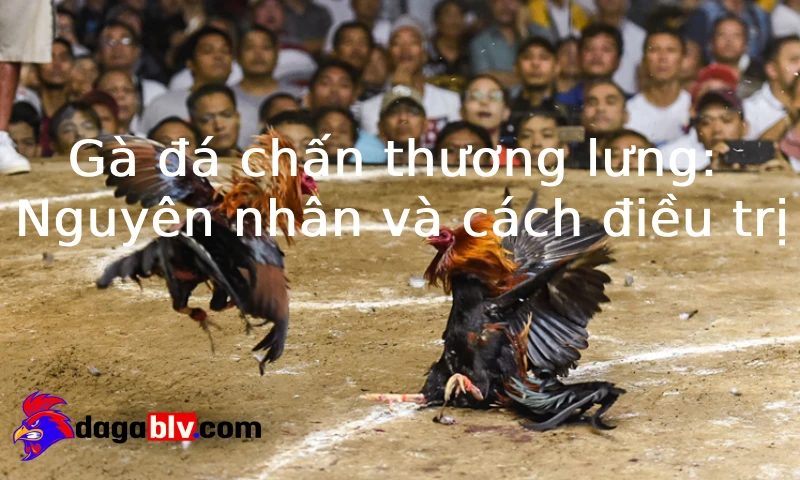 Gà đá chấn thương lưng