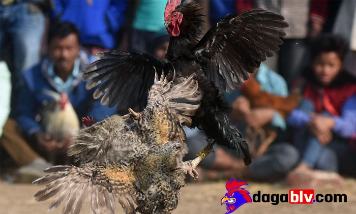 Các triệu chứng ở gà đá chấn thương ngực
