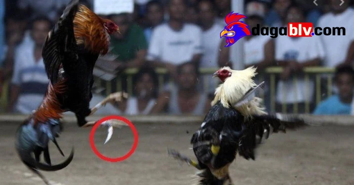 Điều trị gà đá chấn thương ngực
