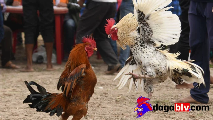 Giới thiệu về gà đá chấn thương ngực
