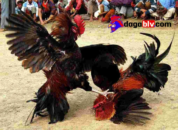 Nguyên nhân gây ra gà đá chấn thương ngực
