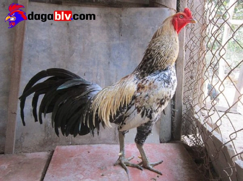 Tại sao phải phục hồi cho gà đá sau trận đấu?