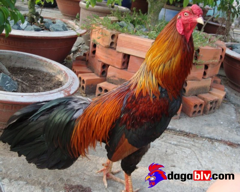 Cách om gà chọi sau khi đi đấu về

