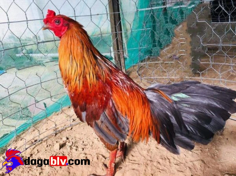 Chuẩn bị nơi ở và kiểm tra lại lần 2
