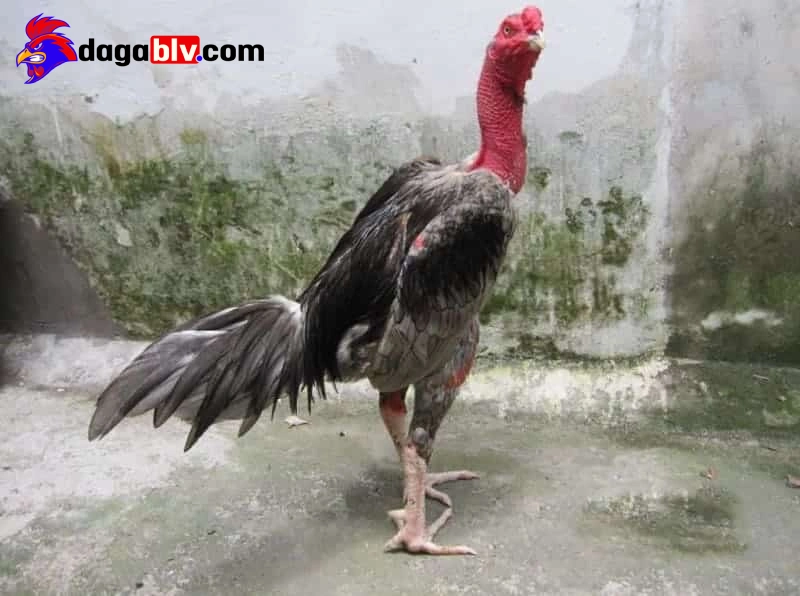 Thuốc phục hồi chấn thương xuất xứ từ Thái Lan