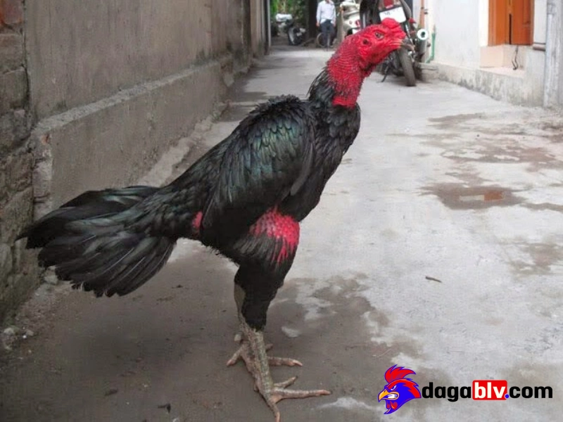 Top 5 loại thuốc tan máu bầm cho gà cực hiệu quả
