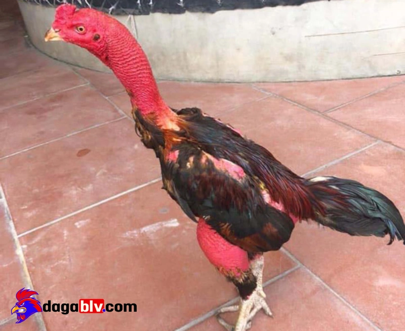 Hướng dẫn chăm sóc gà bị tụ máu bầm đúng cách
