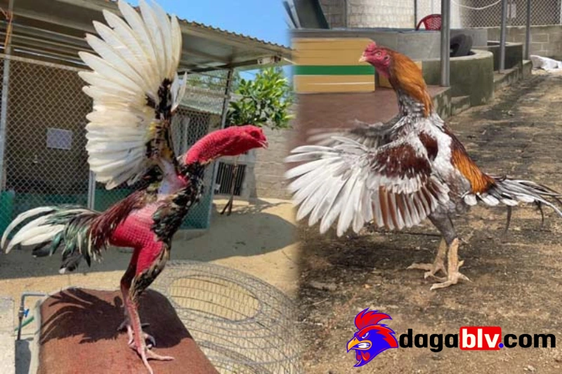 Bật mí cách tăng cơ cho gà chọi hiệu quả nhất