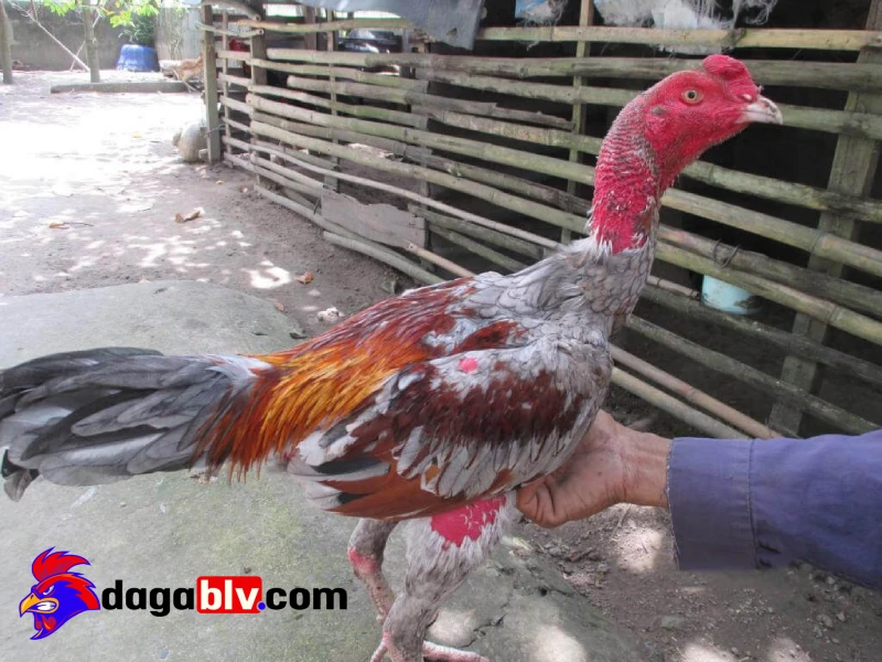 Tăng cơ cho gà chọi - Top 5 cách tăng cơ bất bại cho gà 2 Tăng cơ cho gà chọi - Top 5 cách tăng cơ bất bại cho gà Nguyên nhân chiến kê mãi không tăng cơ