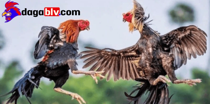 Tăng cơ cho gà chọi - Top 5 cách tăng cơ bất bại cho gà 1 Tăng cơ cho gà chọi - Top 5 cách tăng cơ bất bại cho gà Tại sao phải biết cách tăng cơ cho gà chọi hợp lý?