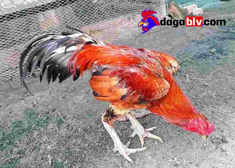 Tăng cơ cho gà chọi - Top 5 cách tăng cơ bất bại cho gà 4 Tăng cơ cho gà chọi - Top 5 cách tăng cơ bất bại cho gà Bật mí cách tăng cơ cho gà chọi hiệu quả nhất