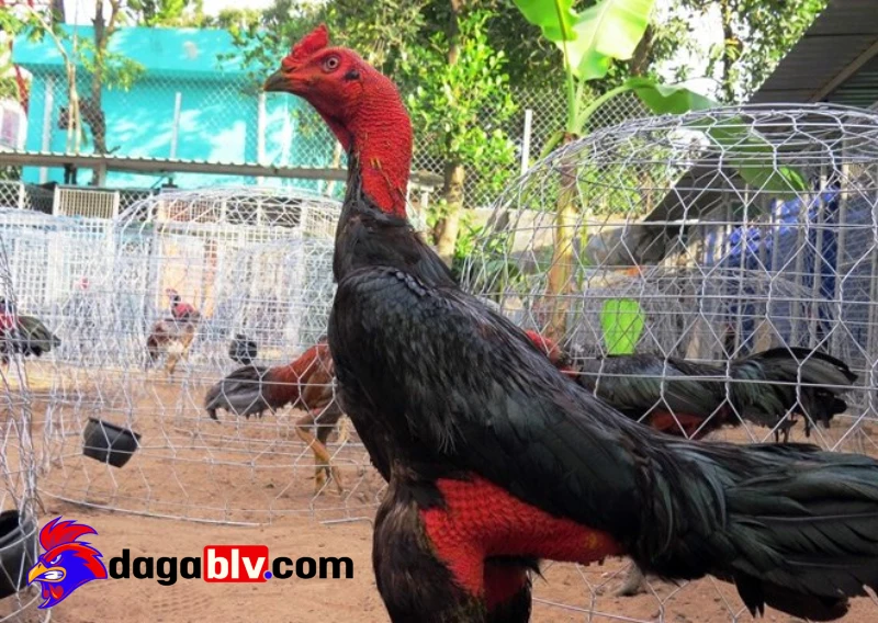 Trại gà miền Tây - Một số địa danh đá gà nổi tiếng tại đây 4 Trại gà miền Tây - Một số địa danh đá gà nổi tiếng tại đây Một số mẹo nuôi gà chọi dành cho người mới