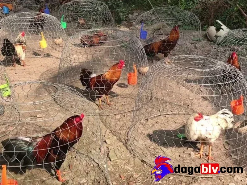 Trại gà miền Tây - Một số địa danh đá gà nổi tiếng tại đây 1 Trại gà miền Tây - Một số địa danh đá gà nổi tiếng tại đây Giới thiệu một số trại gà nổi tiếng tại miền Tây