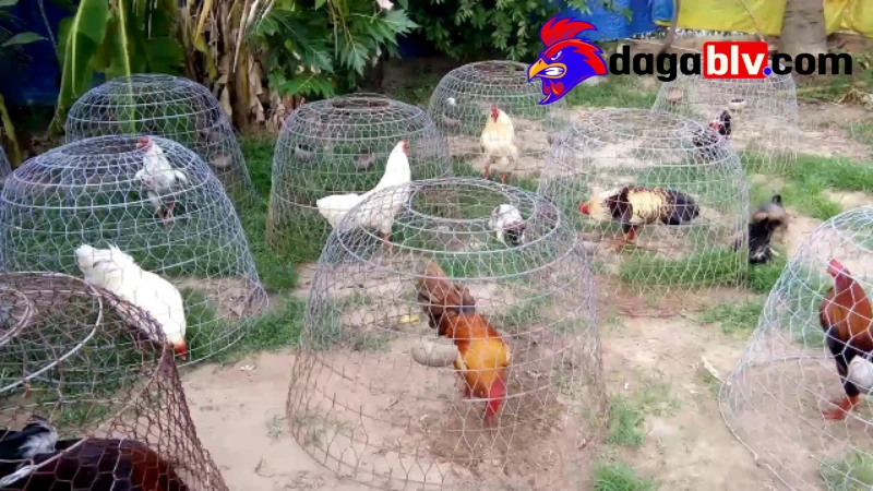 Trại gà miền Tây - Một số địa danh đá gà nổi tiếng tại đây 3 Trại gà miền Tây - Một số địa danh đá gà nổi tiếng tại đây Trại gà miền Tây Tư Sang Tỉnh Tiền Giang