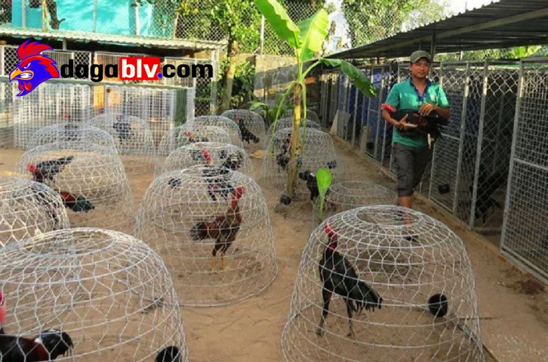 Trại gà miền Tây - Một số địa danh đá gà nổi tiếng tại đây 2 Trại gà miền Tây - Một số địa danh đá gà nổi tiếng tại đây Trại gà huyện Cao Lãnh
