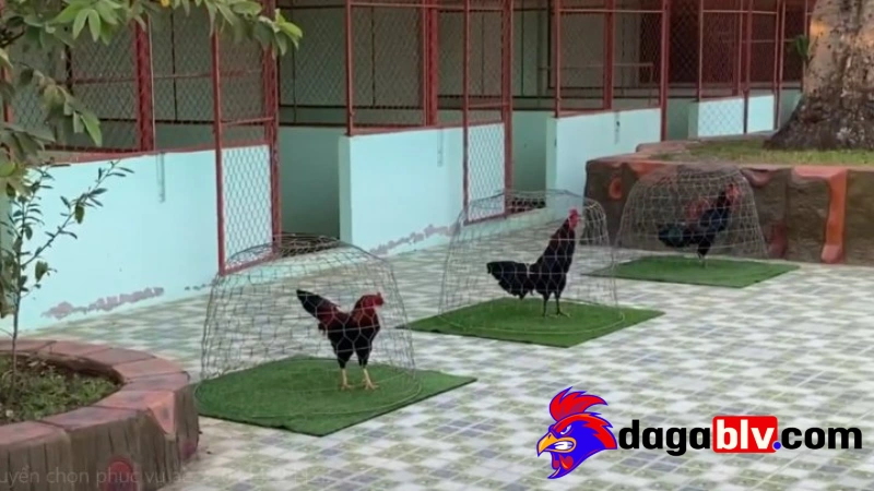 Tổng quan về quy mô trang trại Mít Trà Cú
