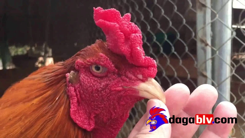 Một số những chiến kê tiêu biểu của trại gà Mít Trà Cú
