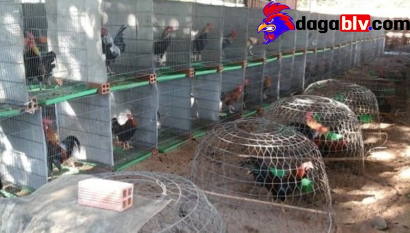 Giới thiệu chung về chủ trang trại gà Mít Trà Cú
