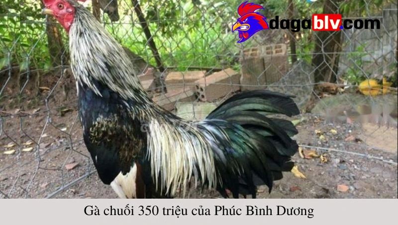 Trại gà Phúc Bình Dương - Nơi quy tụ của các cao thủ đá gà 2 Trại gà Phúc Bình Dương - Nơi quy tụ của các cao thủ đá gà Tổng quan về quy mô trại gà Phúc Bình Dương