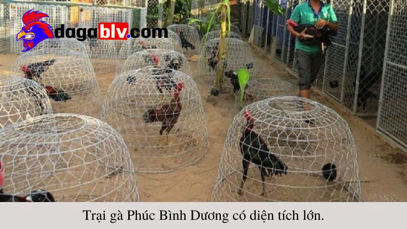 Trại gà Phúc Bình Dương - Nơi quy tụ của các cao thủ đá gà 1 Trại gà Phúc Bình Dương - Nơi quy tụ của các cao thủ đá gà trai ga phuc binh duong 3 1