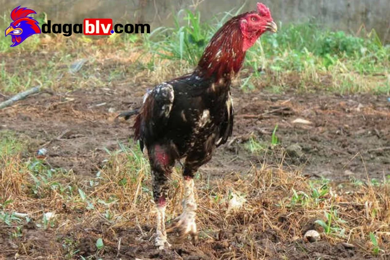 Trại gà Phúc Bình Dương - Nơi quy tụ của các cao thủ đá gà 3 Trại gà Phúc Bình Dương - Nơi quy tụ của các cao thủ đá gà Quy mô lớn