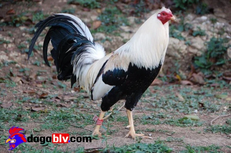Trại gà siêu Mỹ - Tiêu chí đánh giá trại gà chất lượng 2 Trại gà siêu Mỹ - Tiêu chí đánh giá trại gà chất lượng Gà chọi Mỹ – đặc điểm và dòng gà Mỹ