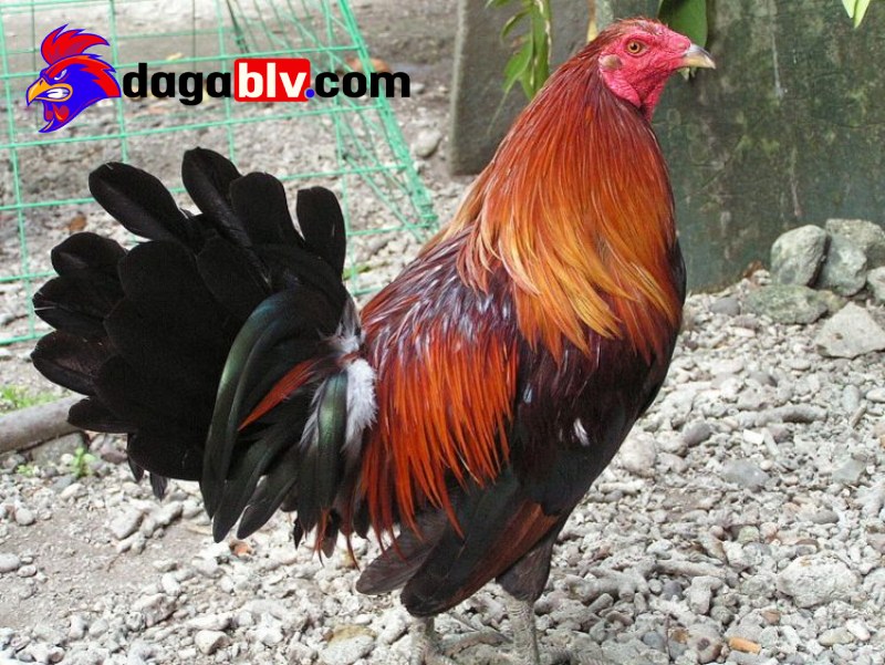 Tính cách của giống gà chọi Cao Lãnh