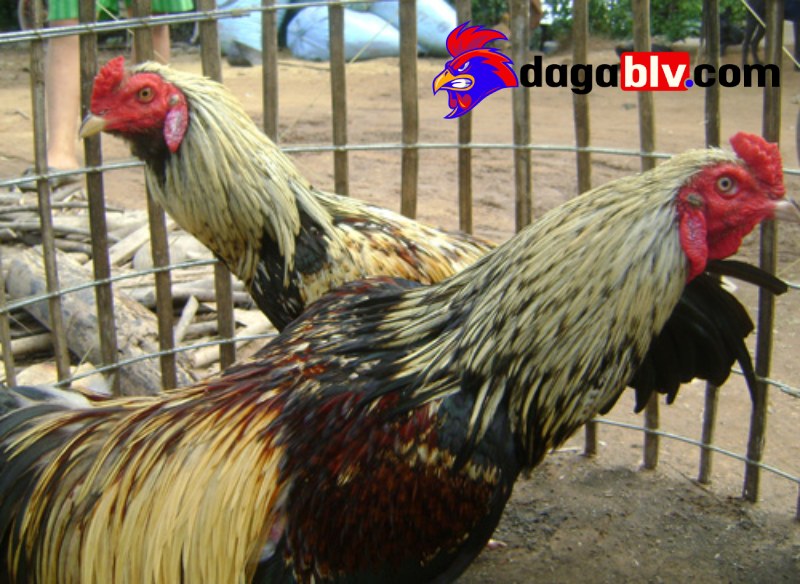 Gà Cao Lãnh thường ăn gì và uống gì?