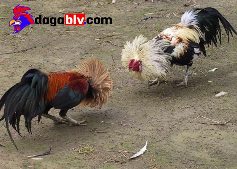 Chăm sóc gà Cao Lãnh như thế nào để đá tốt nhất