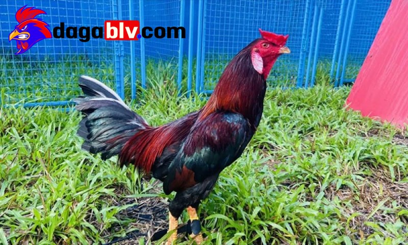 Tìm hiểu về giống gà Cao Lãnh