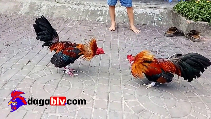 Cách luyện gà đá cựa sắt - Quản lý chế độ ăn uống