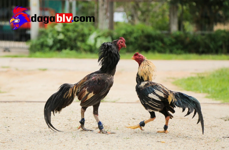 Tại sao nên huấn luyện gà đá cựa sắt?