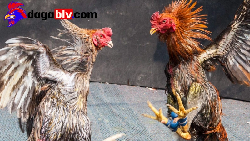 Cách luyện gà đá cựa sắt của sư kê chuyên nghiệp