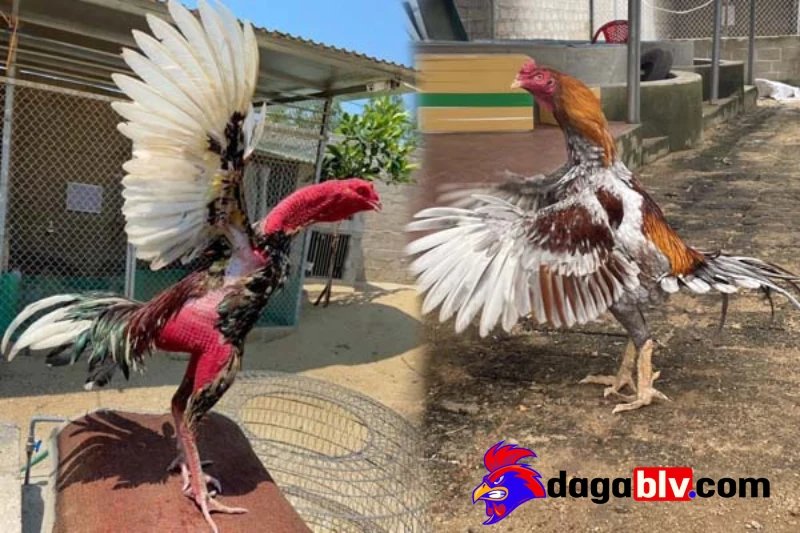 Top cách tập luyện cho gà đá hiệu quả nhất dành cho sư kê 2 Top cách tập luyện cho gà đá hiệu quả nhất dành cho sư kê Cách tập luyện cho gà đá chuẩn nhất 2023