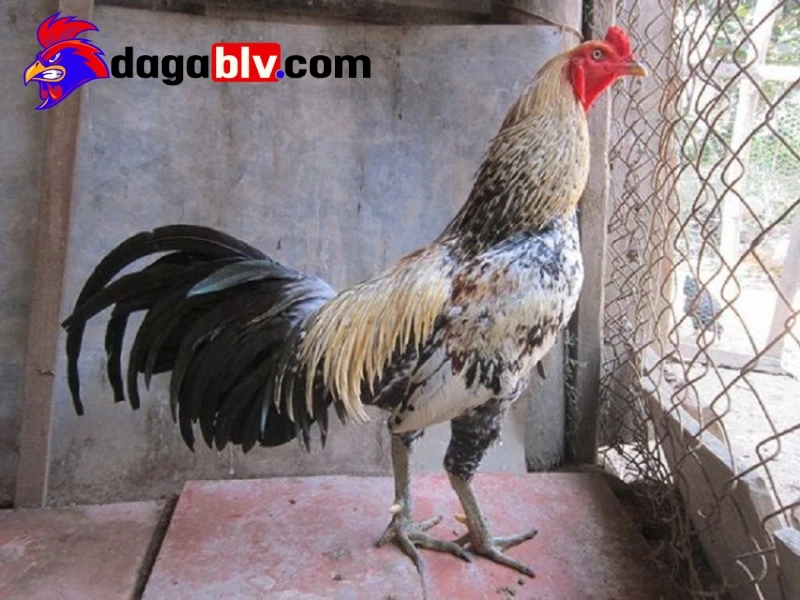 Chế độ dinh dưỡng cho gà Cao Lãnh